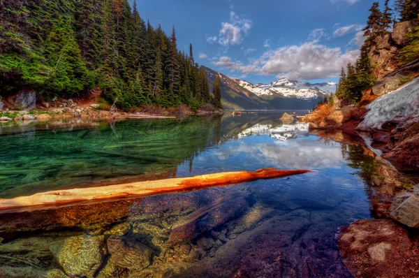 Floating log in lake — Stock Photo, Image