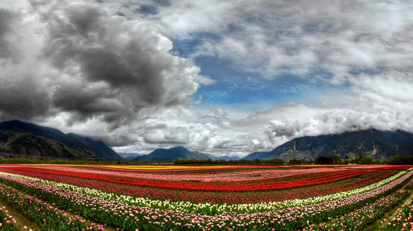 Krémové a červené barevné tulipány — Stock fotografie