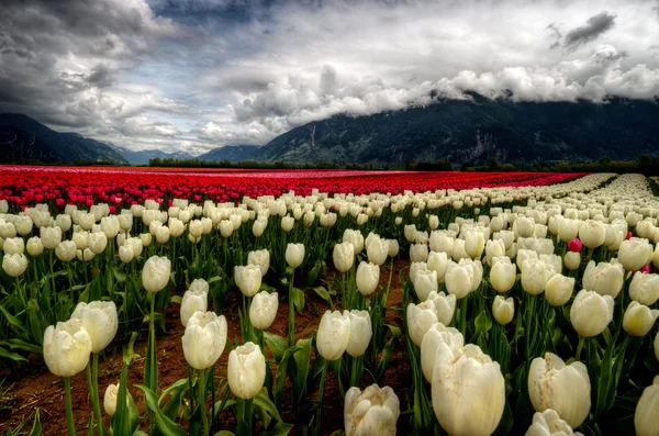 Crema y tulipanes de color rojo — Foto de Stock