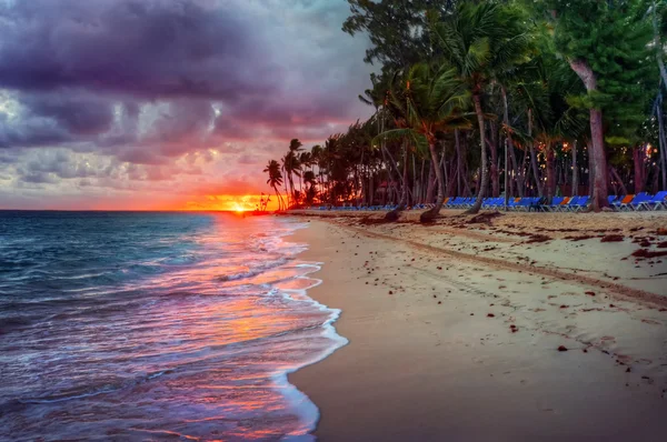 Drzew palmowych, przy piaszczystej plaży — Zdjęcie stockowe