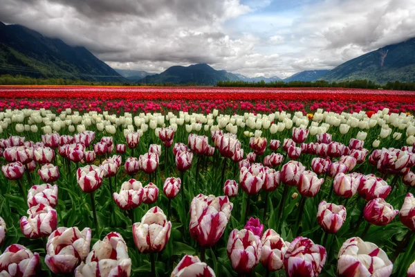 Campo de tulipán majestuosamente colorido — Foto de Stock
