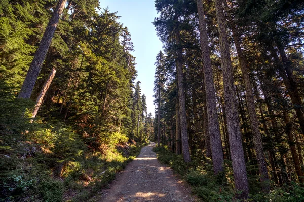 Camino a través de los árboles —  Fotos de Stock