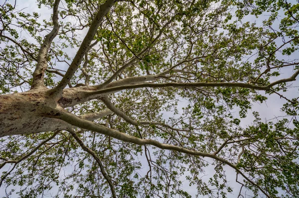 Baum gegen den blauen Himmel — Stockfoto