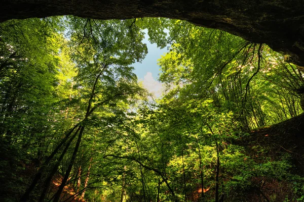 Saftiges Grün im Wald — Stockfoto