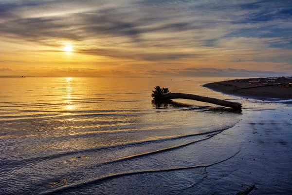 Lone log in the calm beach — Stock Photo, Image