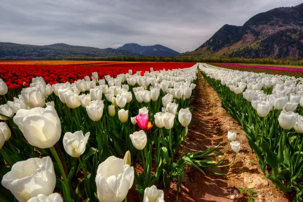 Tulipanes rosados y amarillos — Foto de Stock