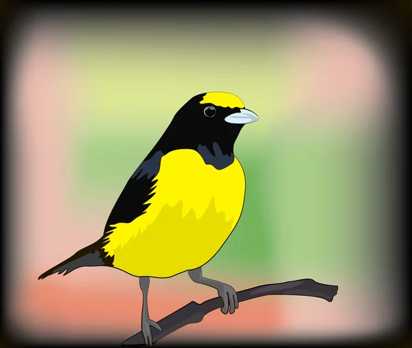 Liten gul fågel illustration — Stock vektor