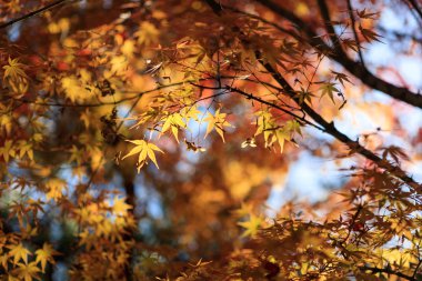 Akça ağaç ve akasya ağacı Seul, Kore Kore geleneksel Kraliyet Sarayı ile orman.