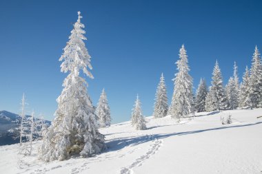 dağlarda güneşli bir gün. Noel ağacı karla kaplı