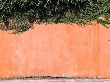 Turuncu duvara tırmanan bitkiler.