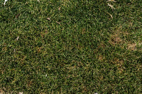 Spring small green grass background texture — Stock Photo, Image