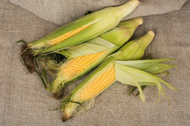 Koçanda taze mısır