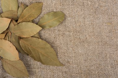 Kuru defne yaprağı