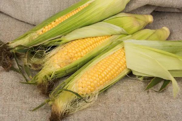 Frischer Mais auf dem Maiskolben — Stockfoto
