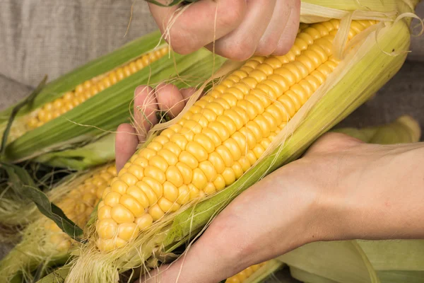 Mais aus Blättern schälen — Stockfoto