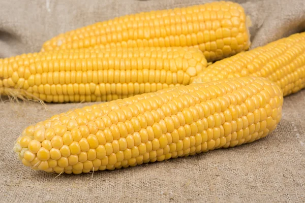 Raw fresh corn on the cob no leaves — Stock Photo, Image