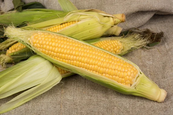 Frischer Mais auf dem Maiskolben — Stockfoto