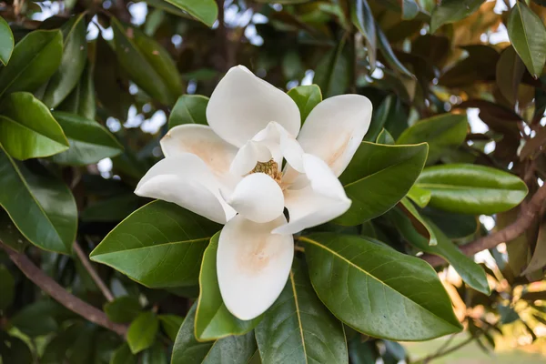 Vit magnolia blomma inringat av de gröna bladen — Stockfoto