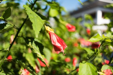 Kırmızı çiçekler ile tropikal funda