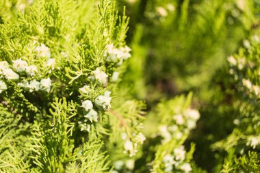 Yeşil koniler ile selvi