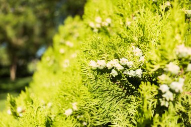 Yeşil koniler ile selvi