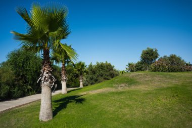 Geçit çalılar ve palmiye ağaçları ile