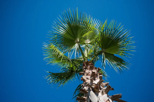 Palm tree isolated on the blue sky — Stock Photo, Image