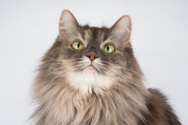 kedi beyaz arkaplanda izole edildi