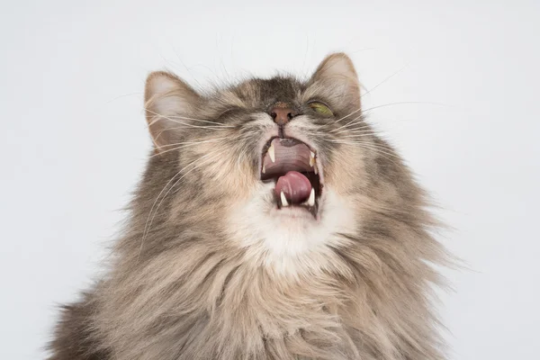 Kedi yapım komik ifade hapşırma. Tedavi hasta kedi lüzum