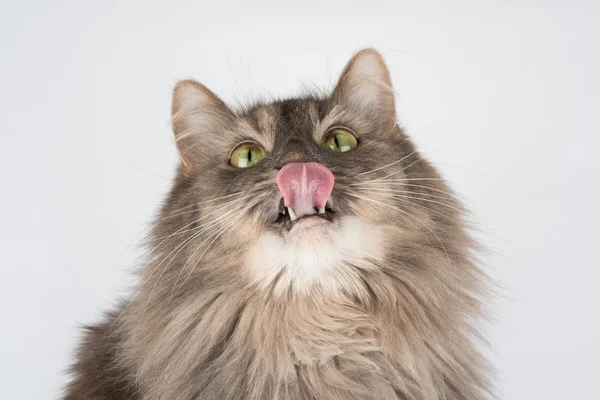 Pembe tong beyaz arka plan üzerinde izole ile kedi yaladı