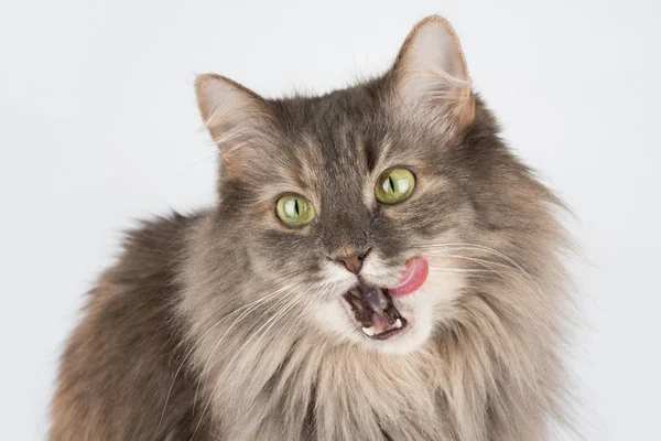 Pembe tong beyaz arka plan üzerinde izole ile kedi yaladı