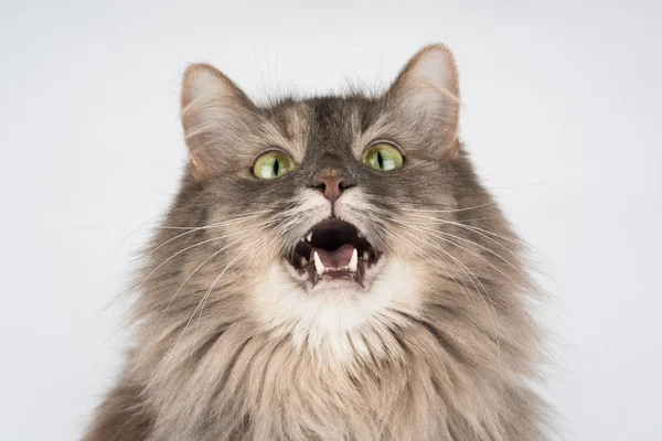 Kedi ADGG soran davranır