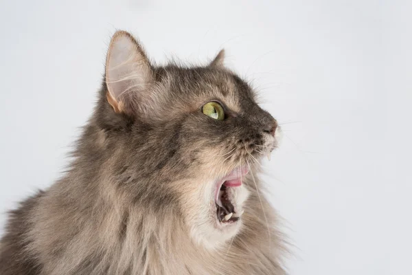 Korkmuş ya da son derece şaşırttı kedi