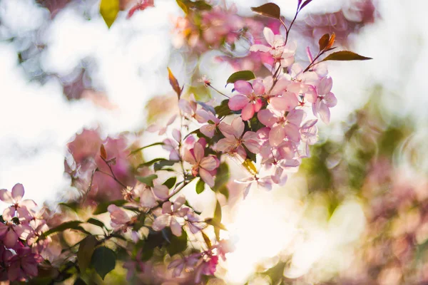 Hermoso árbol de floración de primavera, flores blancas suaves, borde de flor de cerezo fresco sobre fondo verde de enfoque suave, naturaleza primaveral — Foto de Stock