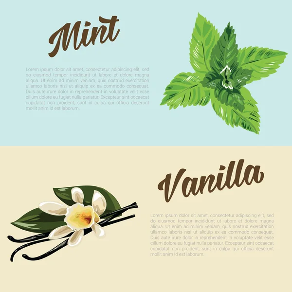 Herbes et épices aux objets alimentaires peints à la main : menthe et vanille. Bannière herbes et épices de cuisine . — Image vectorielle