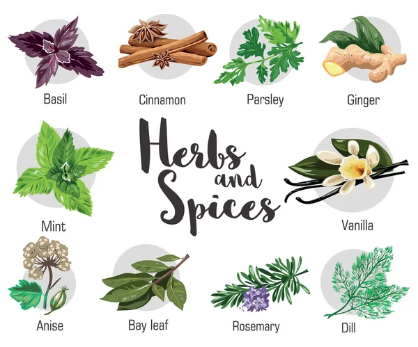 Herbes, condiments et épices au persil, menthe, romarin, basilic rouge, aneth, anis, cannelle, gingembre, laurier, vanille . — Image vectorielle