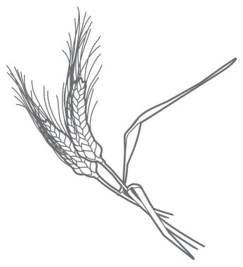 Vektör kulakları çavdar