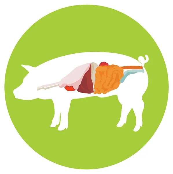 Anatomia do porco vetor. sistema digestivo . —  Vetores de Stock