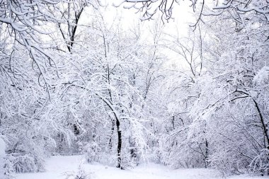 Kış masalı. Kardan sonra orman. Ağaçlar ve çalılar yoğun karla kaplı.                     