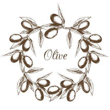 Zeytin çelengi vintage tarzda elle boyanır. Doğal ürün. Grafik stili çiziminde çizim. Vektör