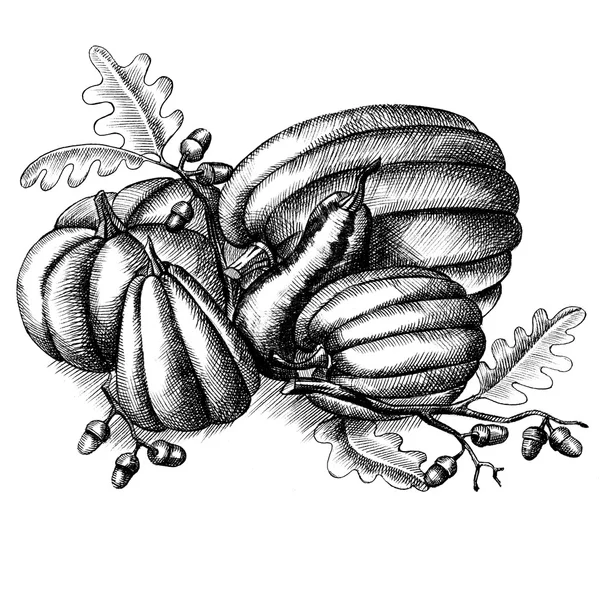 Composizione in stile vintage delle diverse zucche con ghiande e rami di quercia. Autunno. Schizzo, disegnato a mano in stile grafico — Foto Stock