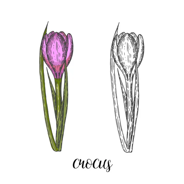 春の花 モノクロとカラーのクロッカスのセットを描いたヴィンテージハンド スケッチ 彫刻図 — ストックベクタ