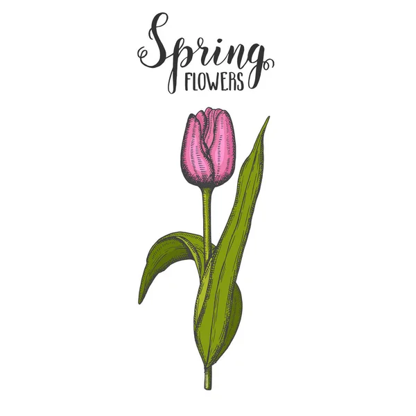 Frühlingsblumen Vintage Handgezeichnete Farbige Tulpe Skizze Vektorgravur Illustration — Stockvektor