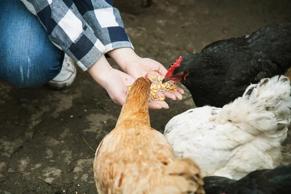 kadınların elleri ile tahıl tavuk yemek