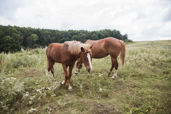 Two beautiful horses — Stock Photo, Image