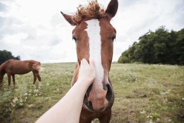 Photographer stroking his hand horse — Stock Photo, Image