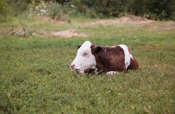 Krowy łaciate na łące — Zdjęcie stockowe