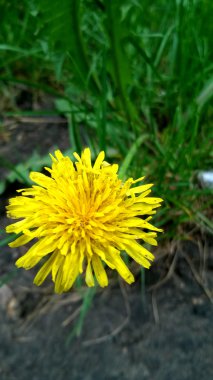 Sarı Dandelion.Image tek sarı karahindiba çiçek yeşil çim. Barnaul, Rusya Federasyonu, Haziran 2016.