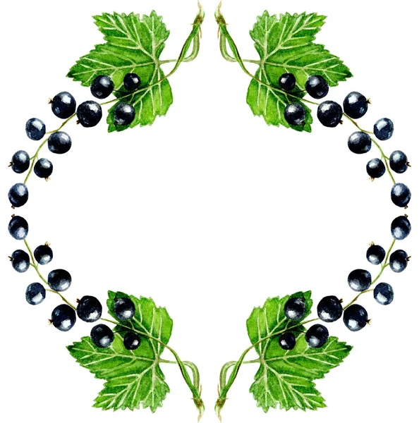 Siyah frenk üzümü afiş yuvarlak. doğal kozmetik, çay, dondurma, şeker ve Siyah frenk üzümü dolgulu fırın için tasarım öğesi.