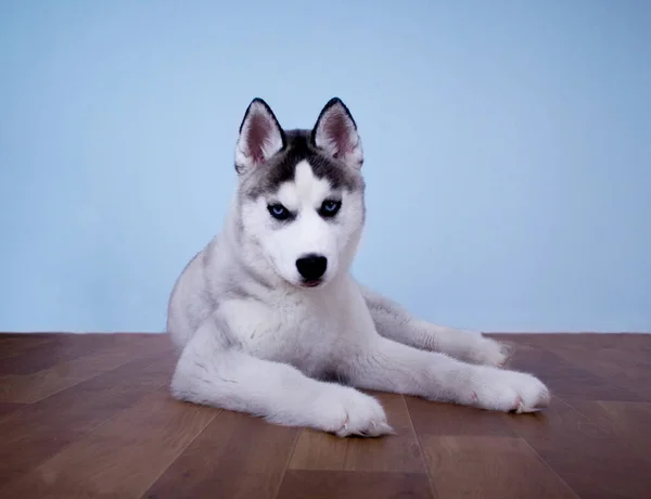Een hond Siberische husky op blauwe achtergrond — Stockfoto